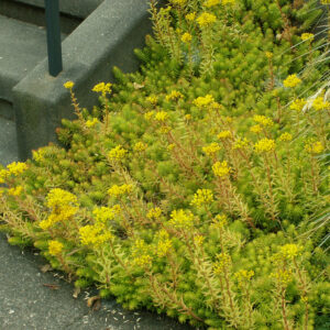 Stonecrop: Sedum
