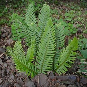Sword Fern: Polystichum Munitum